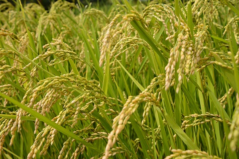 御杖村のお米の写真