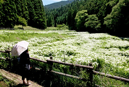 岡田の谷の半夏生園の写真