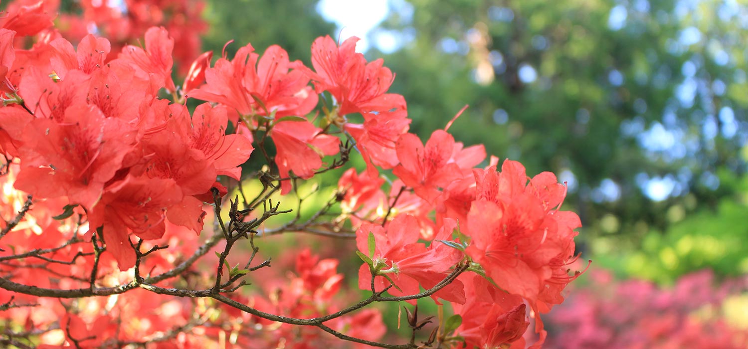 宇陀市 又兵衛桜