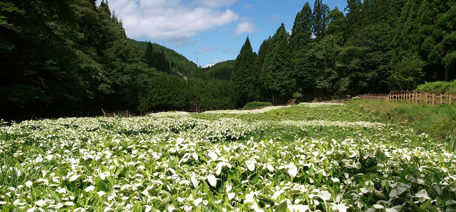 御杖村 半夏生