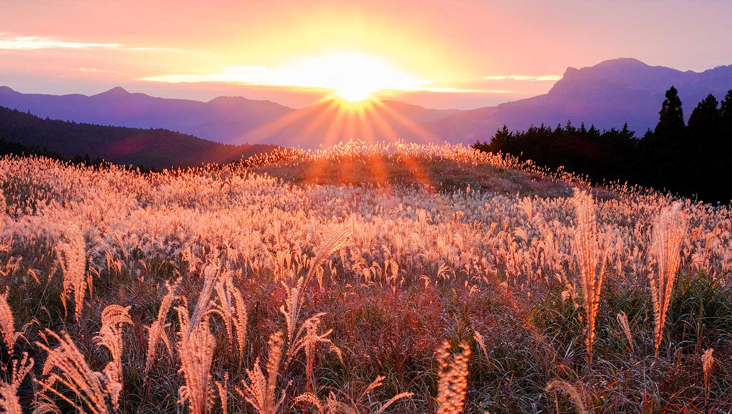 曽爾村 曽爾高原夕景