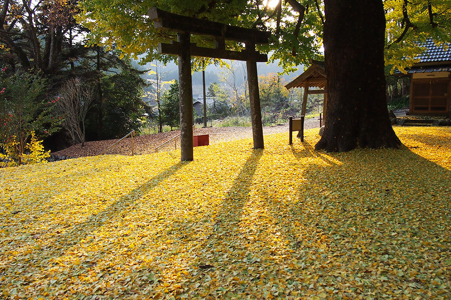 秋の春日神社の写真