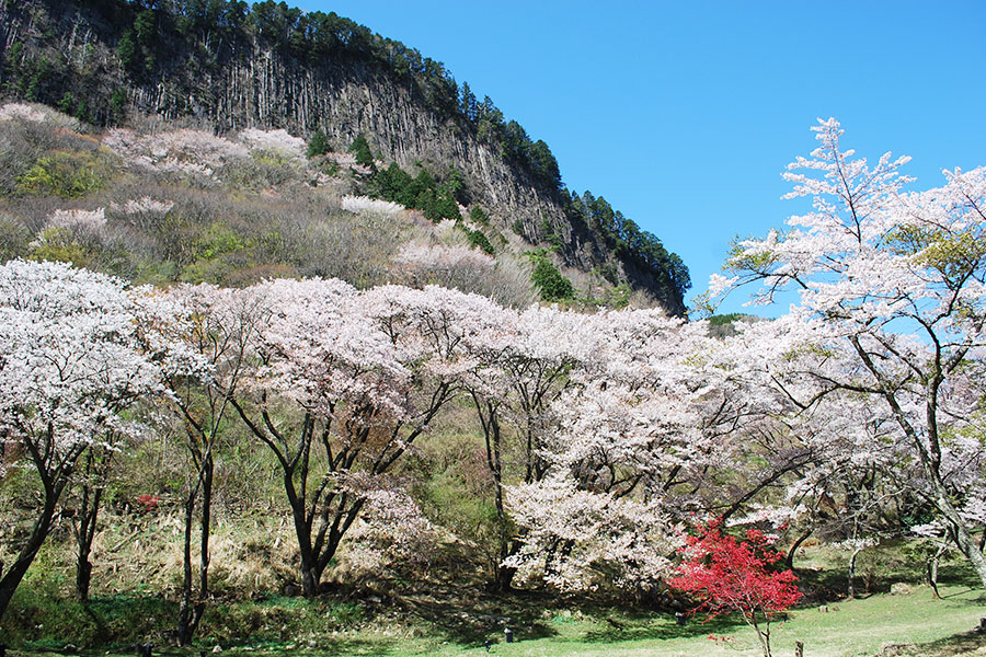 屏風岩公苑の山桜の写真
