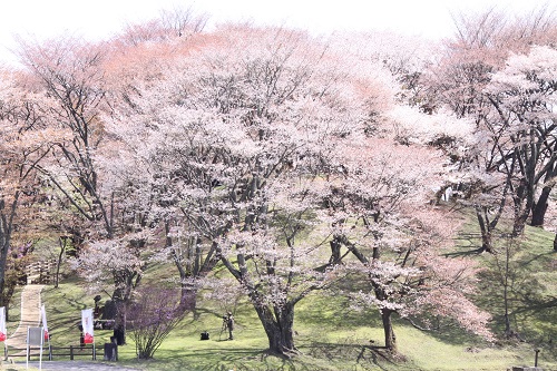 丸山公園の写真