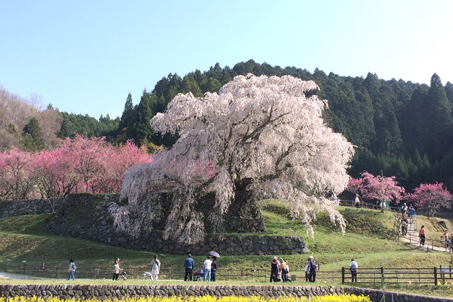 又兵衛桜の写真