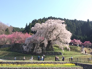 又兵衛桜の写真