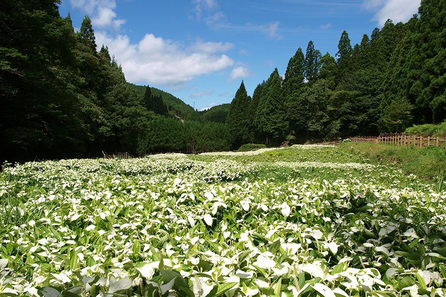 半夏生の写真