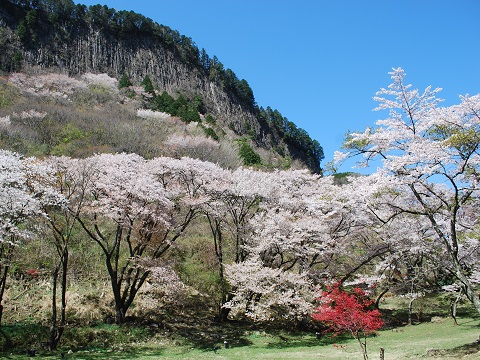 屏風岩公苑・春の写真①