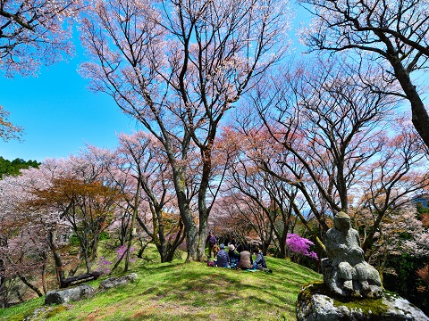 丸山公園・春山桜の写真