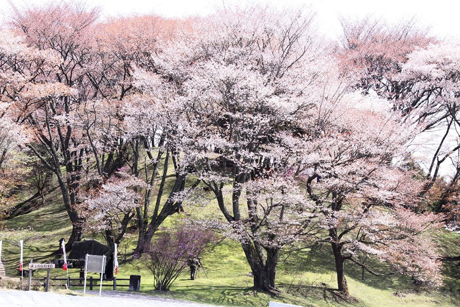 丸山公園の写真