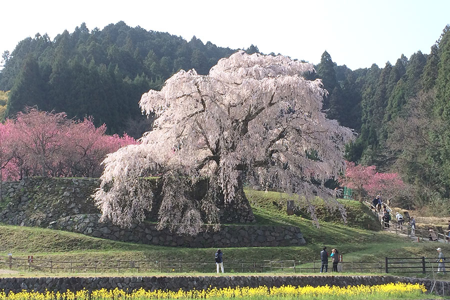 又兵衛桜の写真