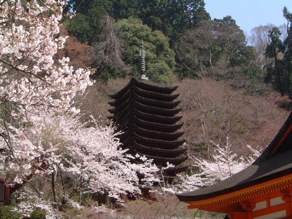 談山神社の桜の写真