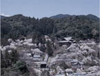 長谷寺の桜の写真