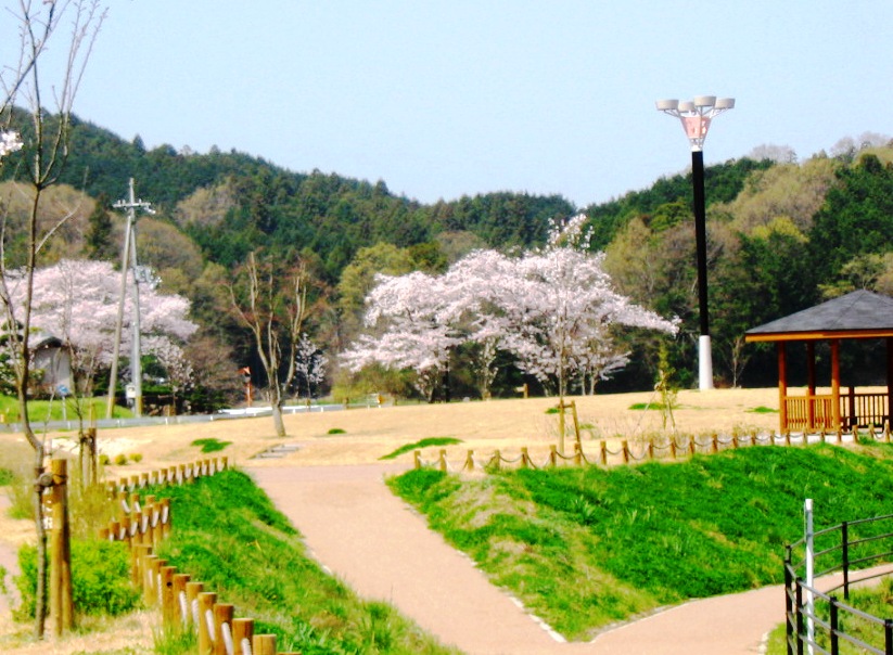 倉橋溜池の桜の写真
