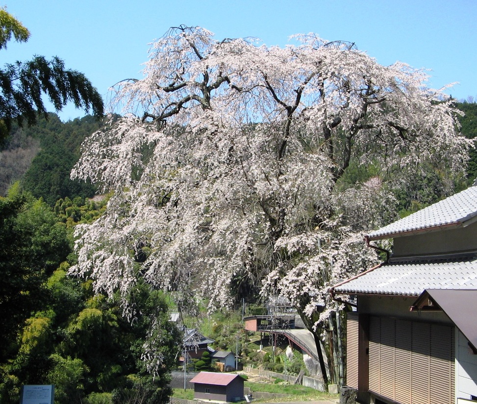 満願寺の桜の写真