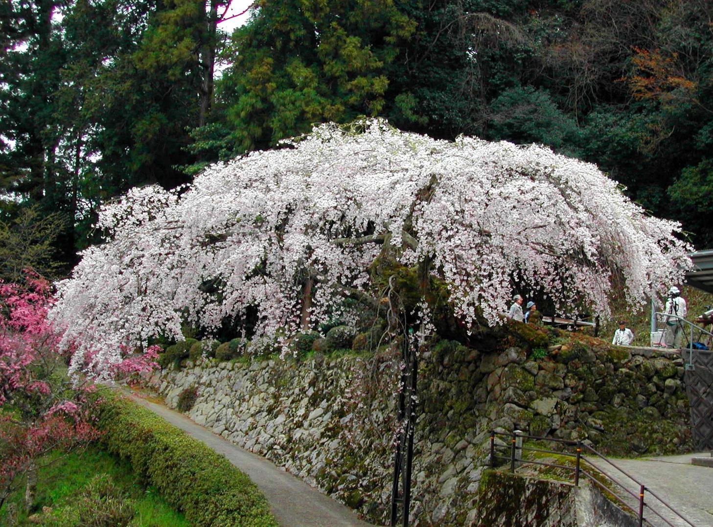 瀧蔵神社の桜の写真