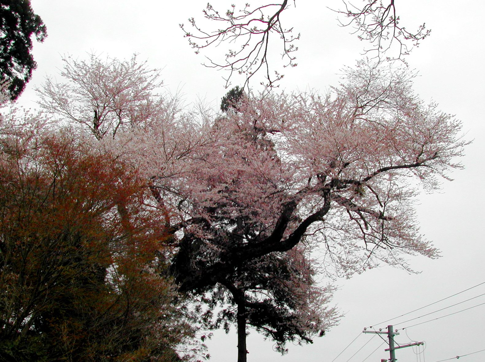 安楽寺の桜の写真