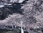 古市場芳野川沿いの桜の写真