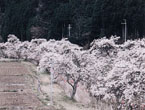 岩端芳野川沿いの桜の写真