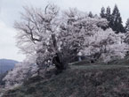 佛隆寺の桜の写真
