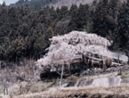 悟真寺の桜の写真