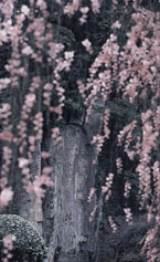 大野寺の桜の写真