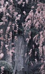 大野寺の桜の写真