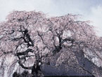 西光寺の桜の写真