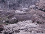 屏風岩公苑の桜の写真