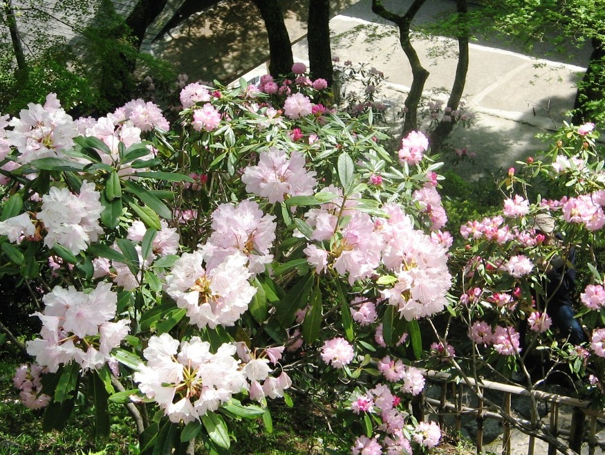 長谷寺のシャクナゲの写真