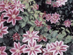 滝谷花しょうぶ園のテッセンの写真