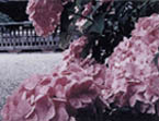 談山神社の紫陽花の写真