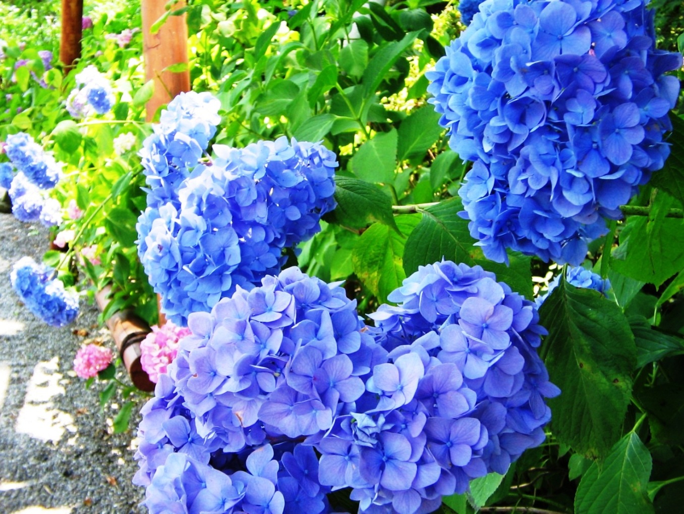 長谷寺の紫陽花の写真