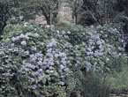 徳源寺の紫陽花の写真