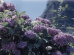 サン・ビレッジ曽爾の紫陽花の写真