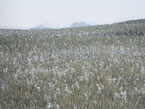 曽爾高原お亀池湿地帯のサギスゲの写真