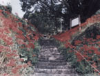 佛隆寺の彼岸花の写真
