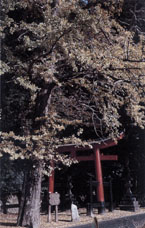 門僕神社の銀杏の写真