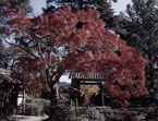 大願寺の紅葉の写真