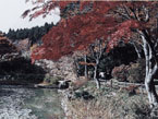鳥見山の紅葉の写真