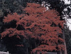 竜鎮・深谷渓谷の紅葉の写真