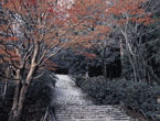 室生寺の紅葉の写真