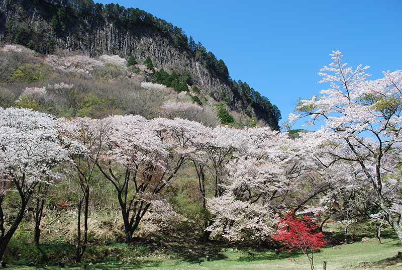 山桜の写真