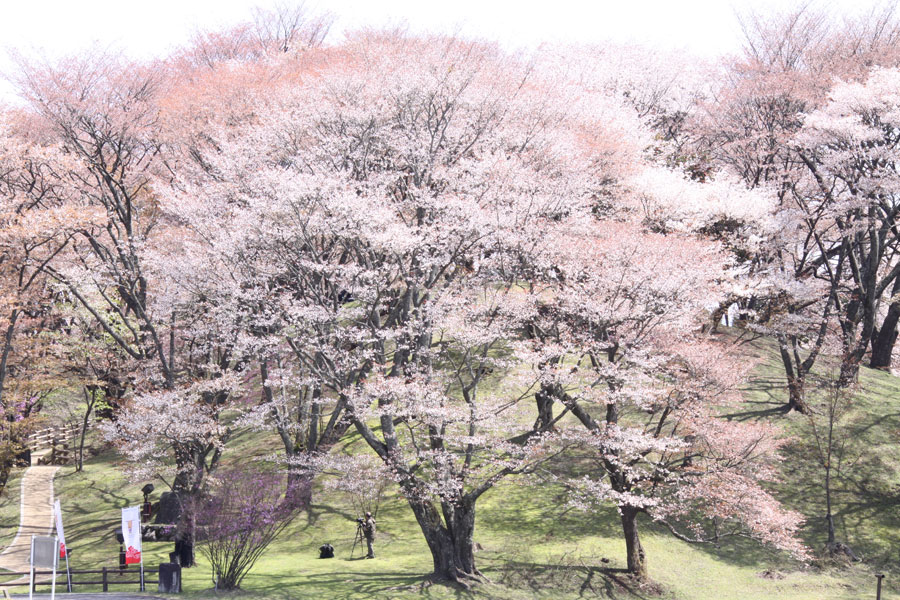 丸山公園の写真