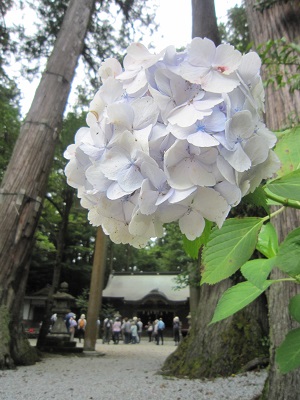 紫陽花と御杖神社の写真