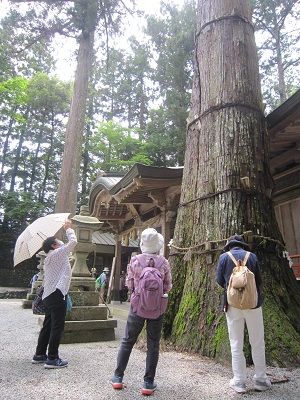 樹齢600年のご神木の写真