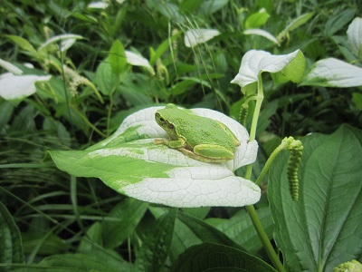 見ごろ（7月上旬から中旬）の半夏生