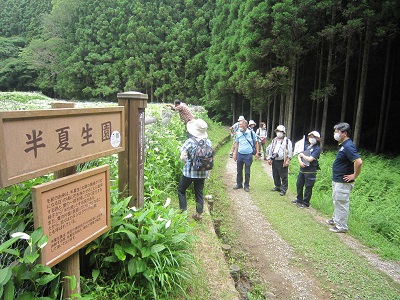 岡田の谷の半夏生園の写真