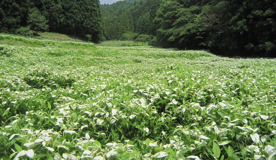 岡田の谷の半夏生園の写真