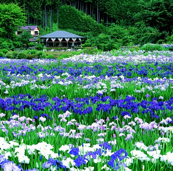 滝谷花しょうぶ園の写真